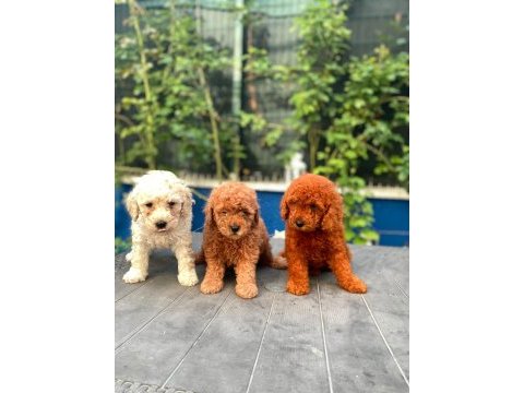 Red brown toy poodle yavrularımız