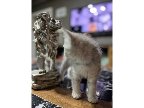 Saf kan silver british shorthair