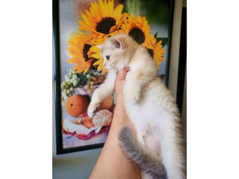 Yeşil gözlü blue golden dişi british shorthair