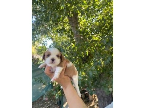 King charles cavalier