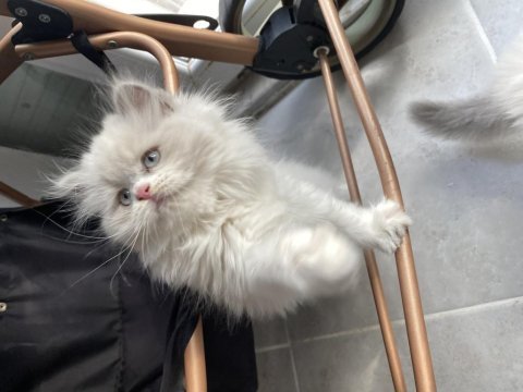 Nadir renk british longhair