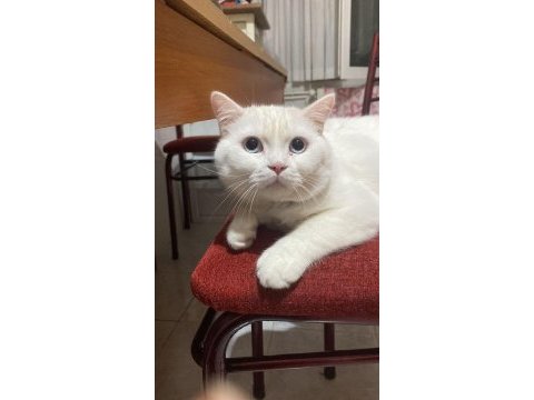 Ücretsiz sahiplendirme erkek british shorthair