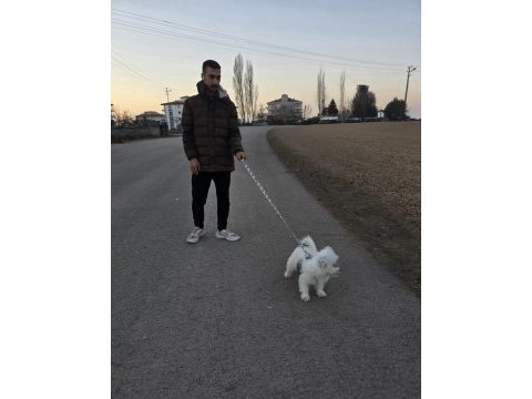 Enerjik çok tatlı terrier maltese