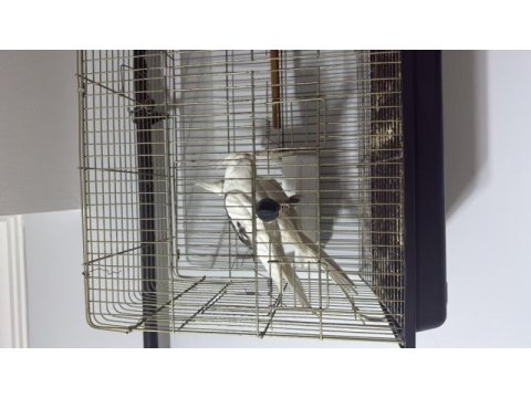 Pişman olmayacağınız bakıcı son kuşlar