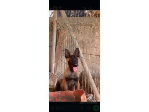 Türkiyedeki en özel malinois yavrular