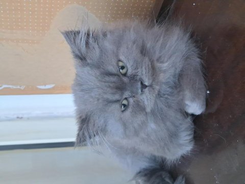2 aylık british longhair yavrular sahiplendiriyorum