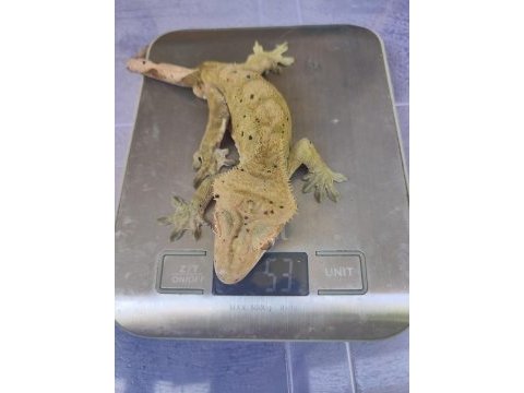 3 yaşında erkek crested gecko