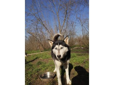 Husky köpeğimize yeni yuva arıyoruz