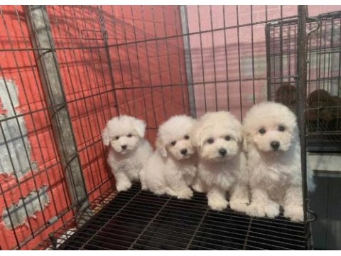 Bichon frise yavru