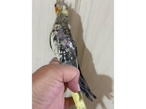 38 günlük el besleme evcil sultan papağanı bebek