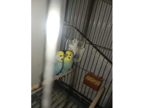 Orjinal bilezikli damızlık rainbow muhabbet takım