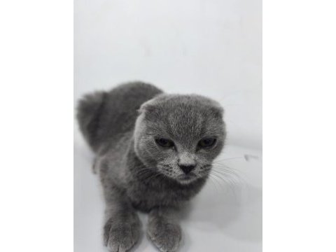 Yavru scottish fold kedisi