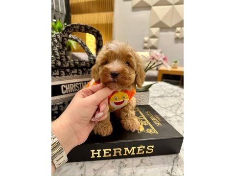 Maltipoo 4 aylık aşılı kimlikli evinizin neşesi