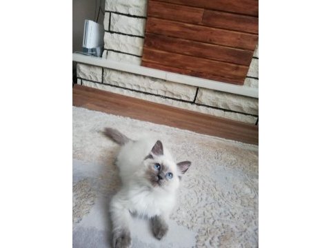 Safkan erkek ragdoll