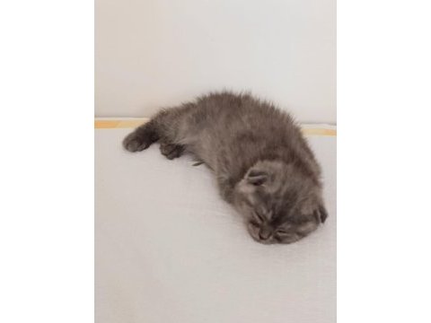 Biricik scottish fold kedimiz kendine yuva arıyor