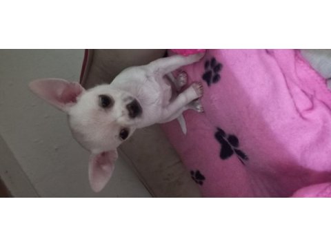 Chihuahua puppies