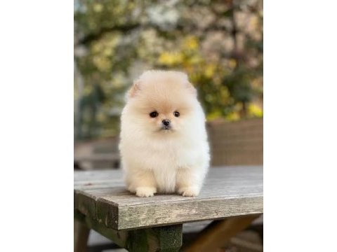 Eşsiz kalitede pomeranian boo
