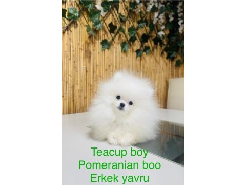Üst kalite pomeranian