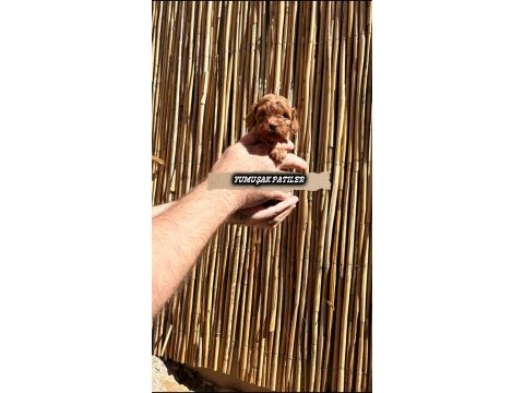 Red toy poodle