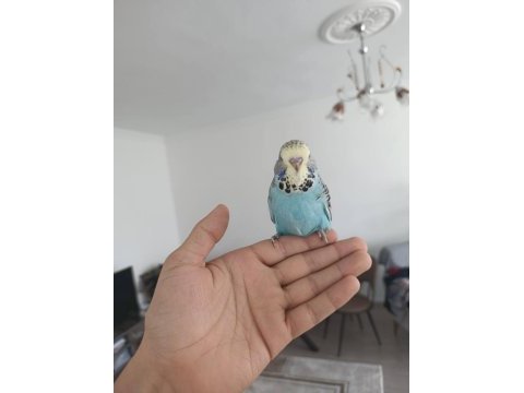Show jumbo bebek muhabbet kuşu yavrular