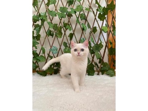 Golden ny1233 dişi british shorthair