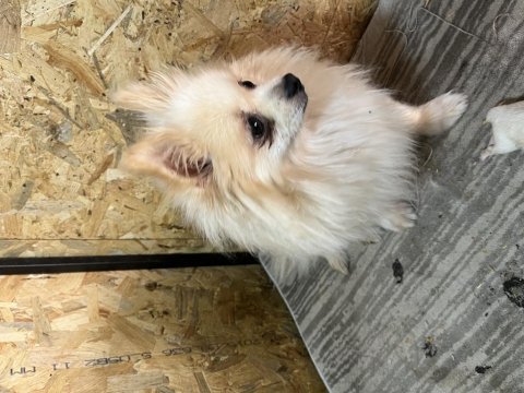 Dişi pomeranian boo