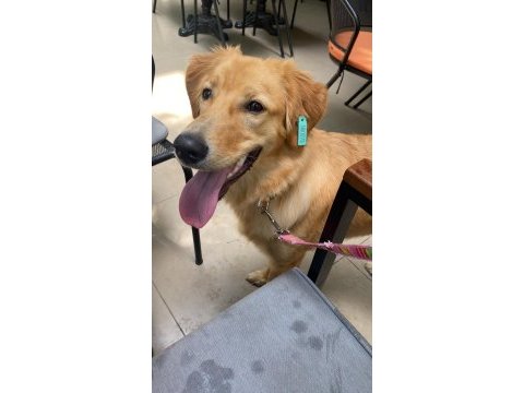 Golden retriever bebek