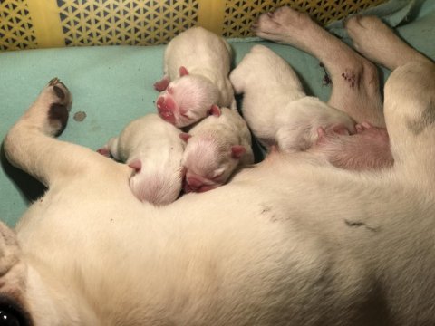 Krem platinyum french bulldog yavrular
