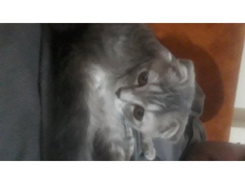 British longhair leydiye yuva arıyoruz