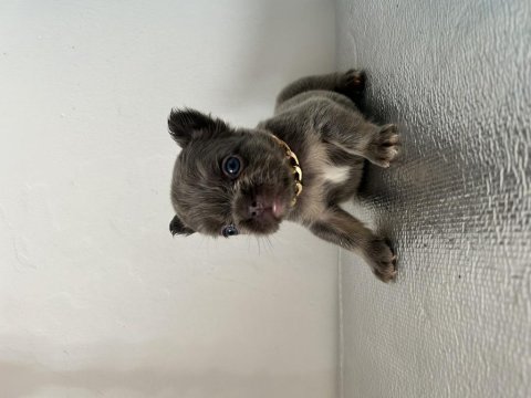 A kalite lilac tan french bulldog bebekler