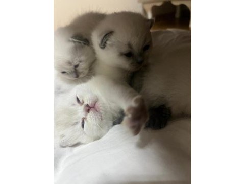 Yeni yuvasını arıyor kedilerimiz