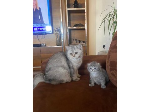 Scottish fold kedimizi çiftleştirme ilanıdır