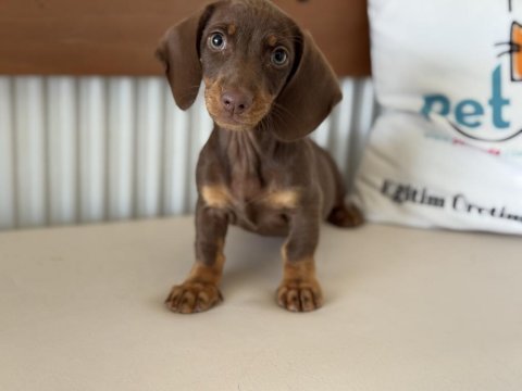 Petmode köpek çiftliğinden dachshund yavrumuz
