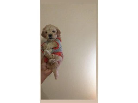 Son 2 maltipoo ev ortamı orjinal