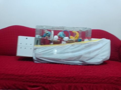 2 yumurtalı dişi 1 erkek 3 aylık 2 yavru muhabbet kuşu