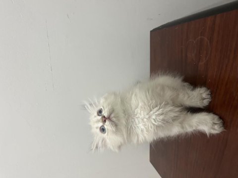 British longhair minnaklar