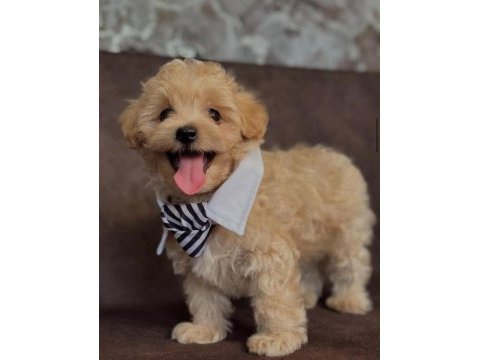 Teacup maltipoo bebekler