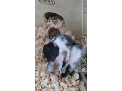 Sevimli hamsterlarımıza yuva arıyoruz