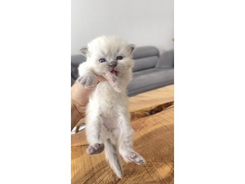 Efsane yavrular british longhair