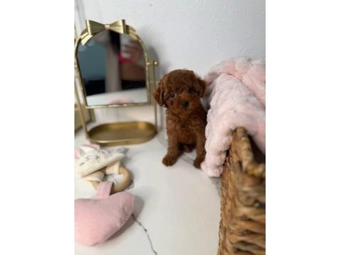 Toy poodle köpekleri