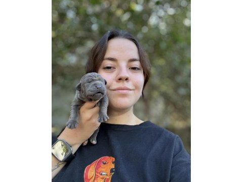 Tüm türkiyeye orjınal cane corso ıtalıano yavruları