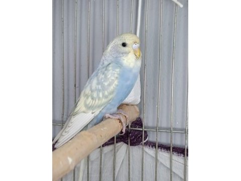 Muhabbet kuşu takım