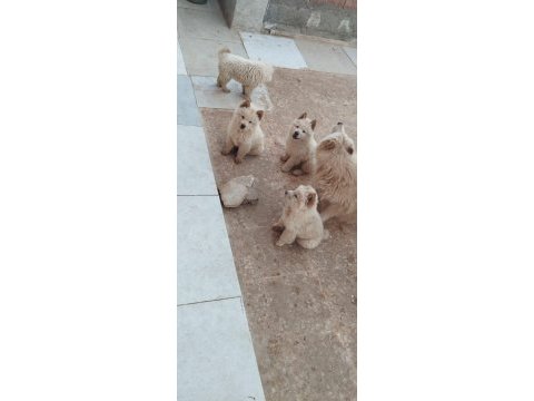 Chow chow