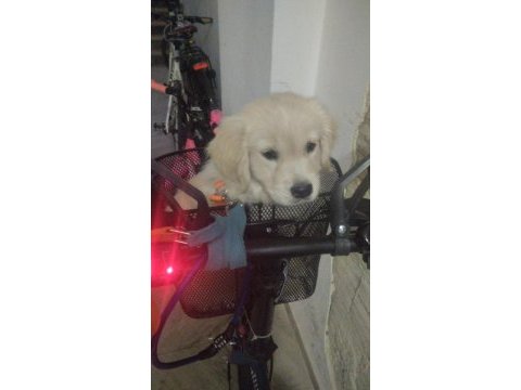 Dişi yavru golden retriever