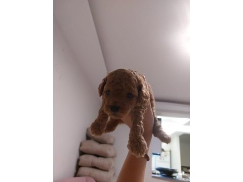 Orjinal toy poodle yavruları