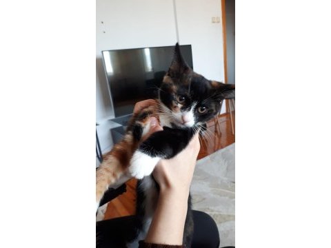 İki adet 3 aylık dişi kedi yavrusu