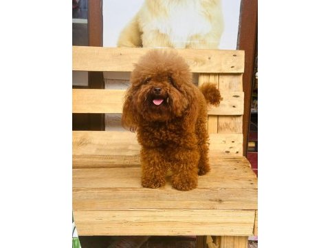 Kore poodle erkek çocuk