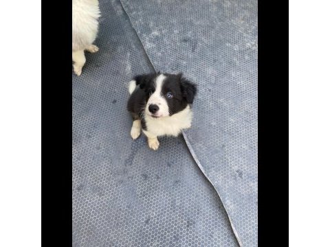 Yavru border collie