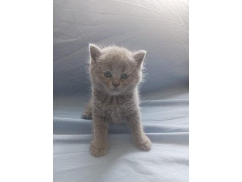 British shorthair / longhair ve scottish fold sahiplendirme