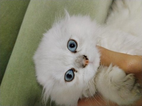 Scottish fold longhair beyaz güzellik